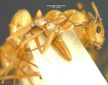 Media type: image;   Entomology 8844 Aspect: habitus lateral view